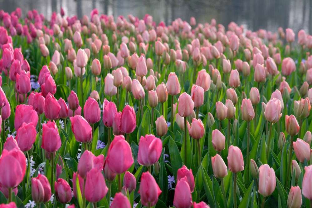 'Van Eijk' Tulipanblanding